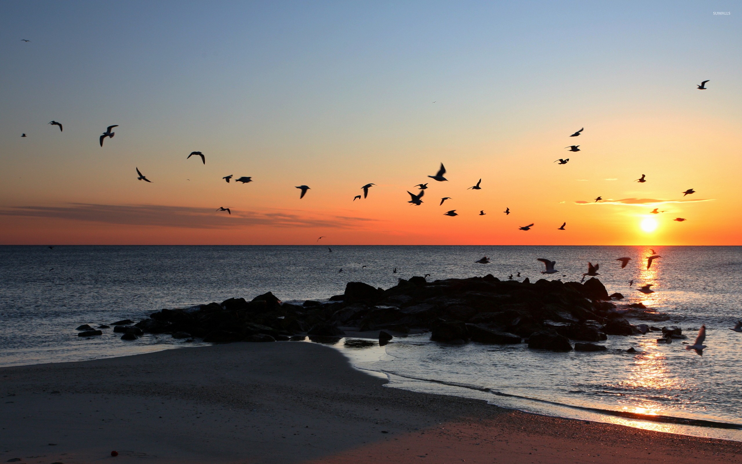 Seagulls flying over a Florida beach at sunset